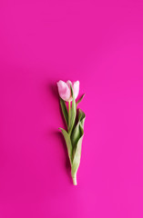 Obraz na płótnie Canvas Beautiful tulip on a bright pink background.