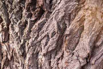 The beautiful texture of the bark of the tree in the forest.