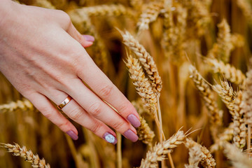 wheat in the hands