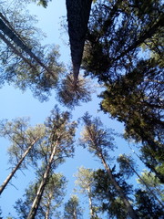 trees and sky