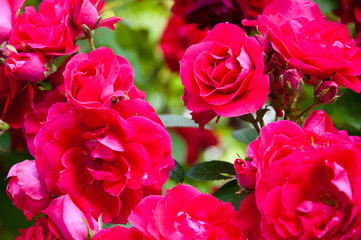 bouquet of red pink roses for the holiday. Valentines Day