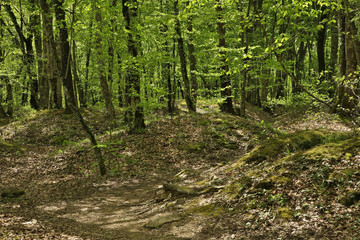 Fototapeta na wymiar Forest near Vozrozhdenie village and Gelendzhik town. Krasnodar Krai. Russia