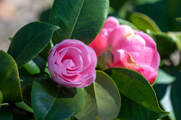 A closeup on camellia japonica Nuccios cameo flowers