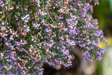 Pink flowers of Erica canaliculata