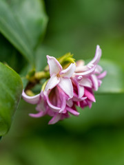 Pink flowers of Daphne odora Zuiko Nishiki