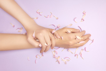 Fototapeta na wymiar Pink petals of a flower in gentle womans hands on a violet background. Concept of advertisment of beauty salon.