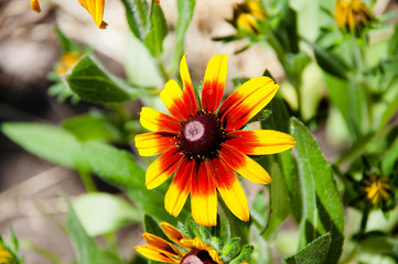 Rudbeckia flower. Macro photo nature blooming yellow flower Rudbeckia. coneflowers in wild nature. black-eyed-susan. yellow daisy sunflower. Beautiful flowers of rudbeckia