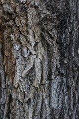 tree bark 9