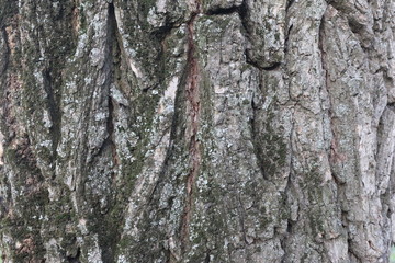 tree bark 9