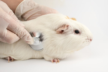 Guinea pig at the vet. Treatment of white guinea pig.