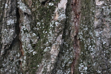 tree bark 9