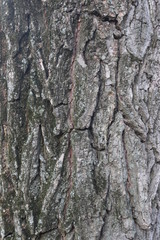 tree bark 9