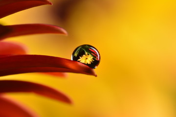 Sanfte reflexion auf regentropfen makro foto