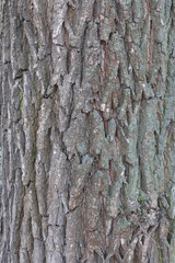 tree bark 9