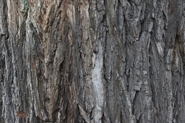 tree bark 9