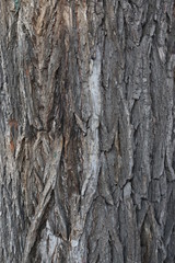 tree bark 9