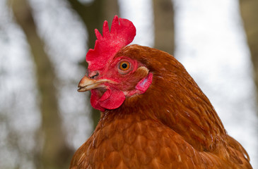 Portrait of a brown chicken with red comb, wattle and earlobe and trimmed beak