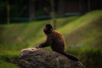  A inocência da natureza 