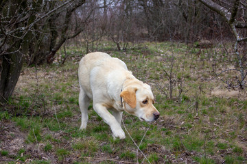 Labrador retriever dog sniffing grass and looking for tracks near old sick tree in park in spring.