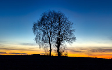 Fototapeta na wymiar Zwei Bäume, eine Baumkrone, Symbol Zusammenhalten Gemeinsam Liebe Treue