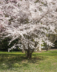 Fototapeta premium Blooming bird cherry tree in the park, springtime in Baden-Baden, Germany