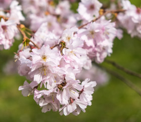 Branch of a blossoming cherry tree on the green background