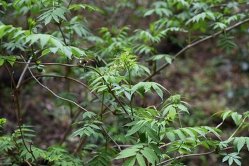 Sambucus sieboldiana is a deciduous shrub that blooms many small yellow-white flowers in spring....