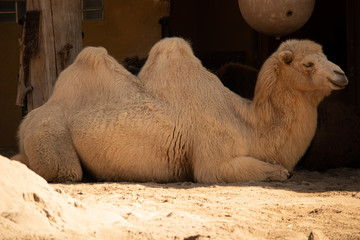 side view of a white camel relaxing in the shadow