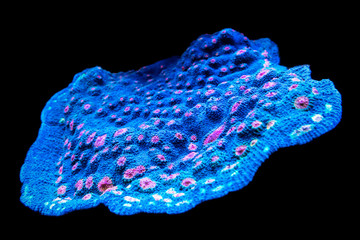  Underwater world. Hard coral chalice MIAMI HURRICANE on a black background..