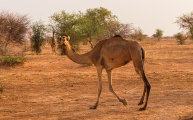Bewildered Camel