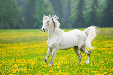 Obraz na płótnie Canvas Beautiful white arab horse in the field
