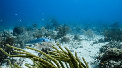 Seascape in turquoise water of coral reef in Caribbean Sea / Curacao with Barracuda, coral and sponge