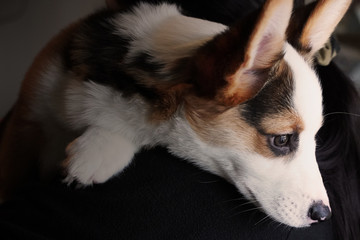 Cute Corgi Puppy Portrait