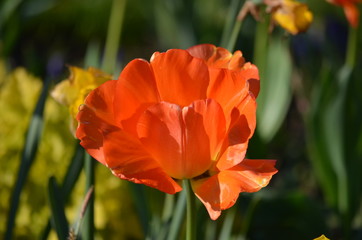 Top view of one delicate vivid orange tulip in a garden in a sunny spring day, beautiful outdoor floral background photographed with soft focus