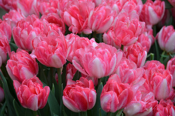Top view of many vivid pink and white tulips in a garden in a sunny spring day, beautiful outdoor floral background photographed with soft focus