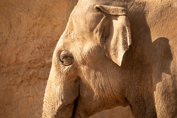 Close up Portrait of an elefant infront of a brown rocky wall