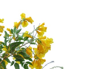 In selective focus a bouquet of swet yellow trumpetbush flower blossom with green leaves on white isolated backgroun with copy space