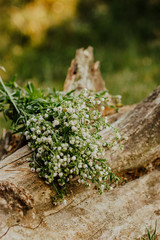 daisies, log, nature, summer