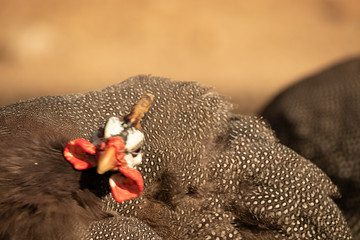 ocelated turkey portrait at sunset