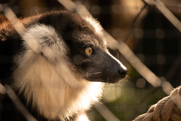 lemur head closeup portrait