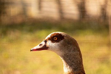 close up portrait of a bird head infront of a very blurry depth of field