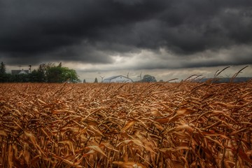 0856 - Garner Roads Hidden White (0856-BAR-100417-0106P)