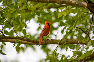 Red Cardinal song bird sitting in trees at Lake Acworth Georgia.