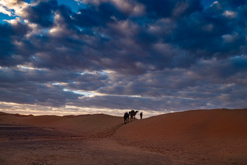 Fototapeta premium Camels on Top of Sand Dune, Sahara Desert, Morocco