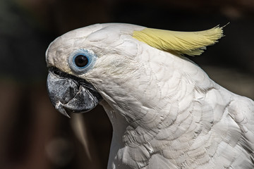 A large white parrot with a yellow tuft