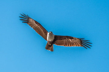 Flight of the great white bird