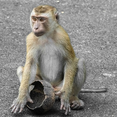 A monkey with a dry coconut shell