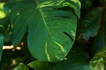 Folhagem verde, natureza