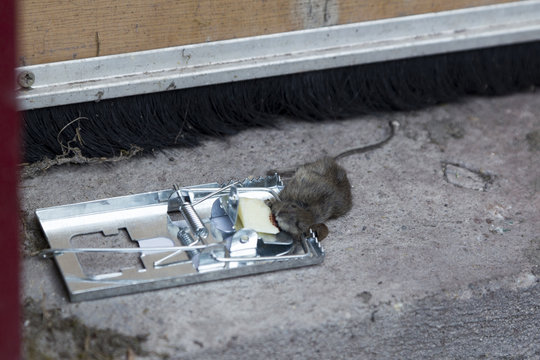 kleine Maus in der Mausefalle tot aufgefunden