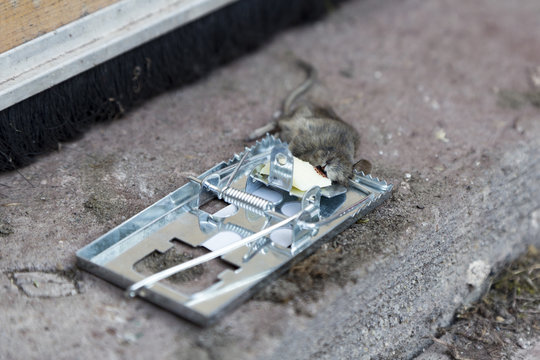 Maus in der Mausefalle tot aufgefunden